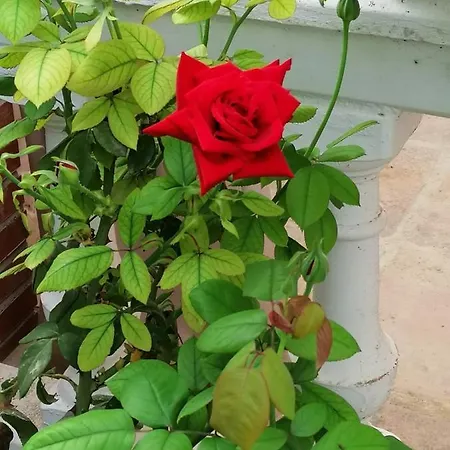 Naranja - Oase Van Rust Villa Malaga