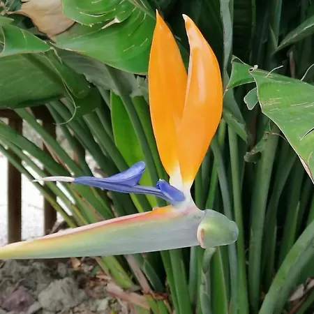 Naranja - Oase Van Rust
