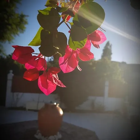Naranja - Oase Van Rust Malaga